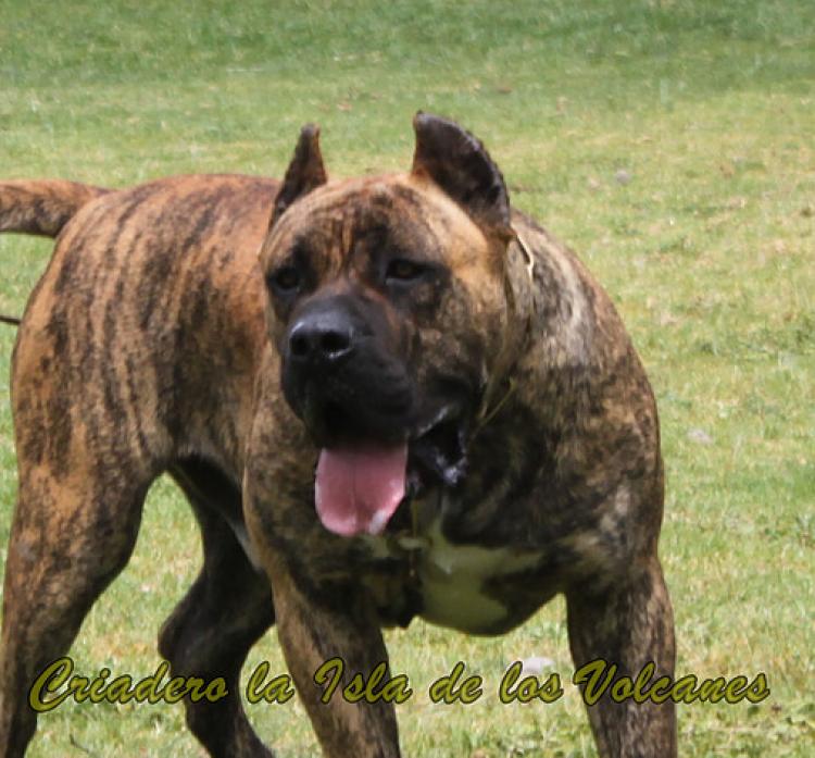 Dogo Canario. Lancelot De La Isla De Los Volcanes.