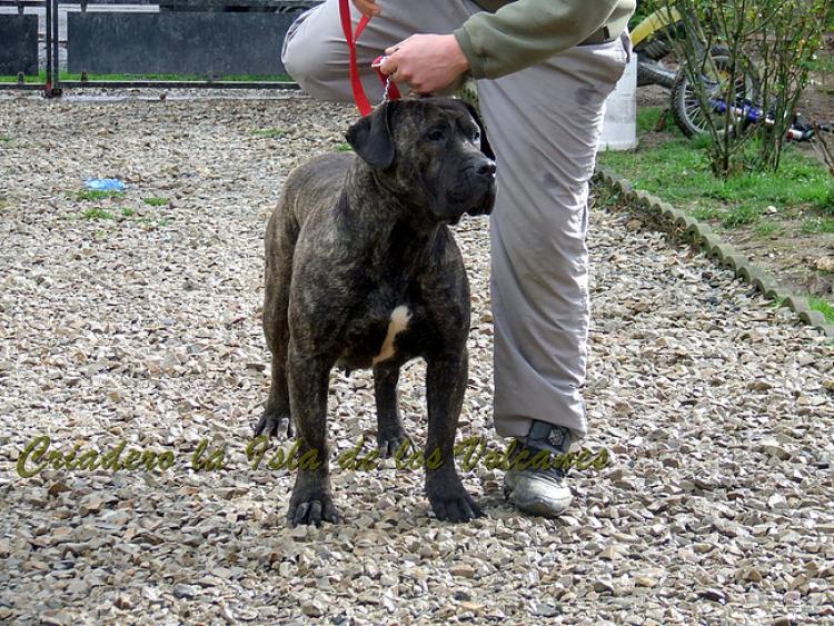 Dogo Canario. Leska De La Isla De Los Volvanes.