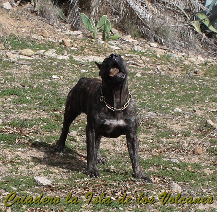 Dogo Canario. Cora De La Isla De Los Volcanes con 15 meses.