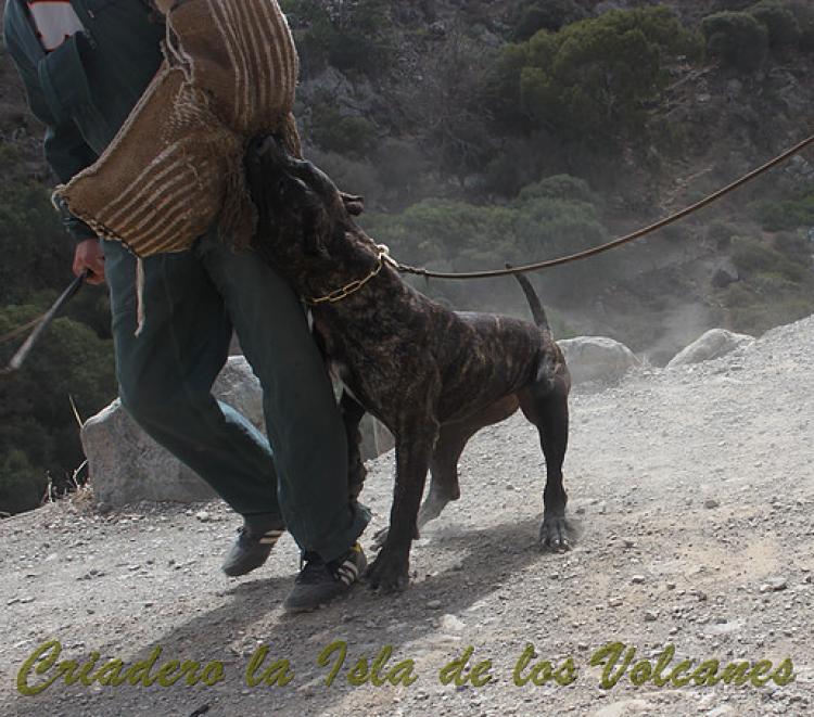 Dogo Canario. Caren De La Isla De Los Volcanes.
