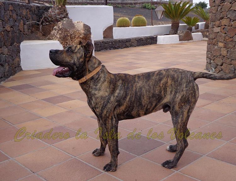 Dogo Canario. Falko De La Isla De Los Volcanes.