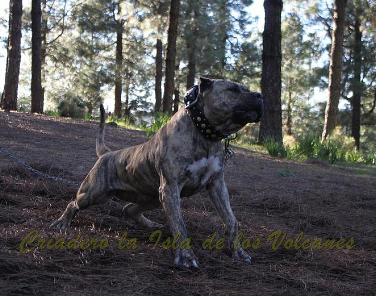 Dogo Canario. Estela De La Isla De Los Volcanes con 20 meses.