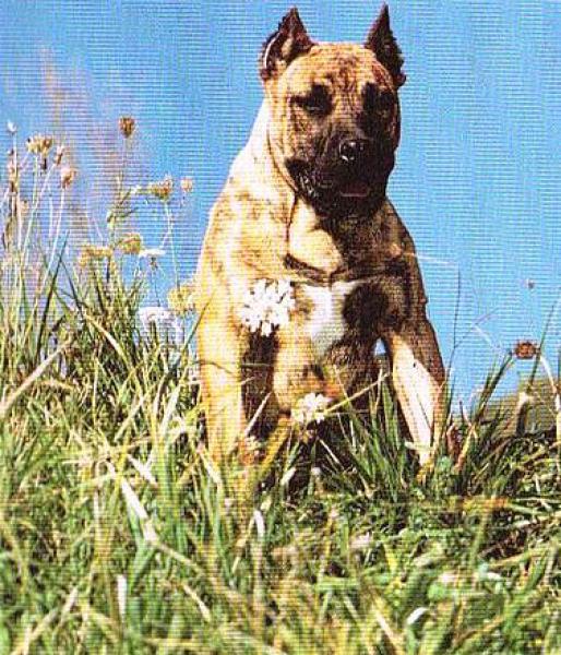 Dogo Canario. Conan.