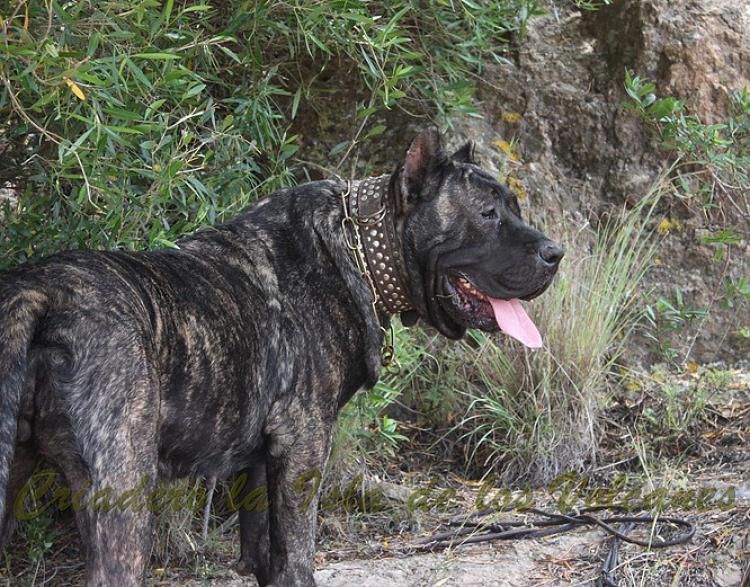 Dogo Canario. Yuma De La Isla De Los Volcanes en 2014.