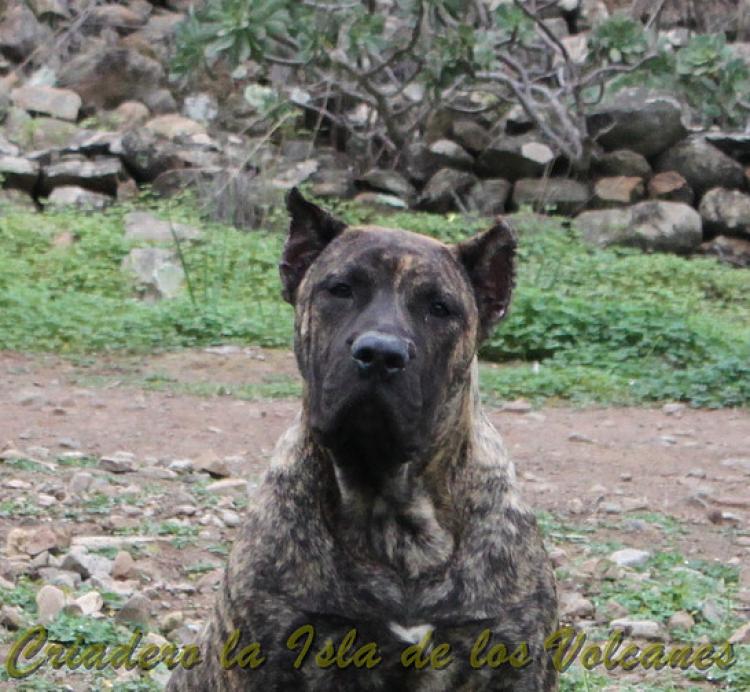 Dogo Canario. Faraon De La Isla De Los Volcanes con 6 meses.