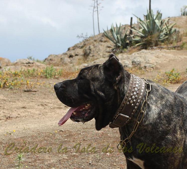 Dogo Canario. Yuma De La Isla De Los Volcanes en 2014.