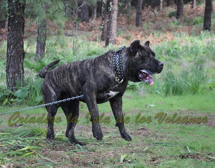 Dogo Canario. FANNY DE LA ISLA DE LOS VOLCANES con 20 meses.