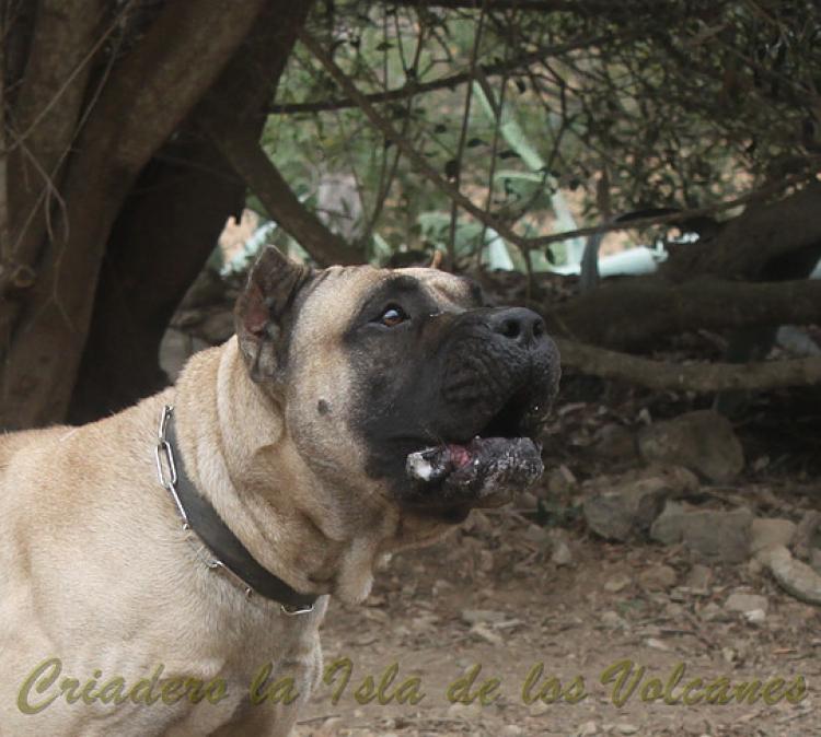 Dogo Canario. Junko De La Isla De Los Volcanes.