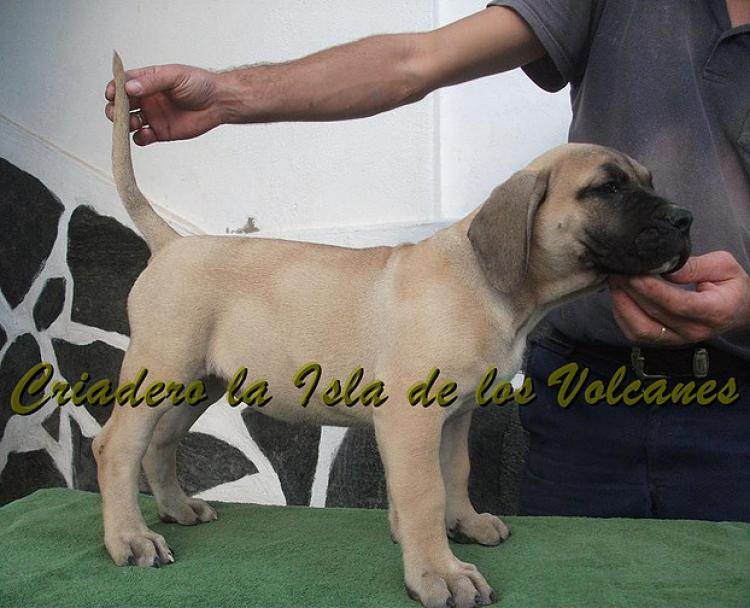 Dogo Canario. Vicky De La Isla De Los Volcanes con 3 meses.