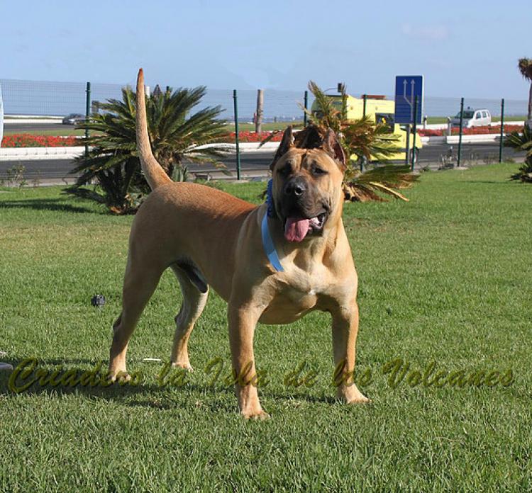 Dogo Canario. Turco De La Isla De Los Volcanes de joven.