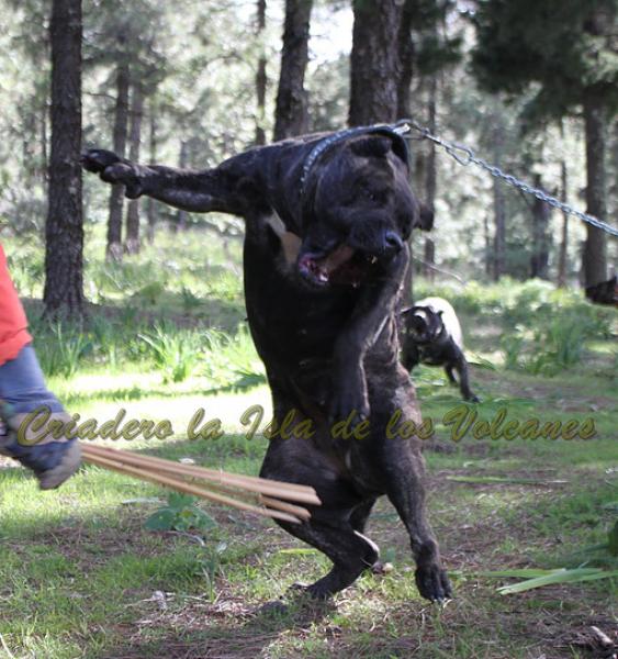 Dogo Canario. FANNY DE LA ISLA DE LOS VOLCANES.