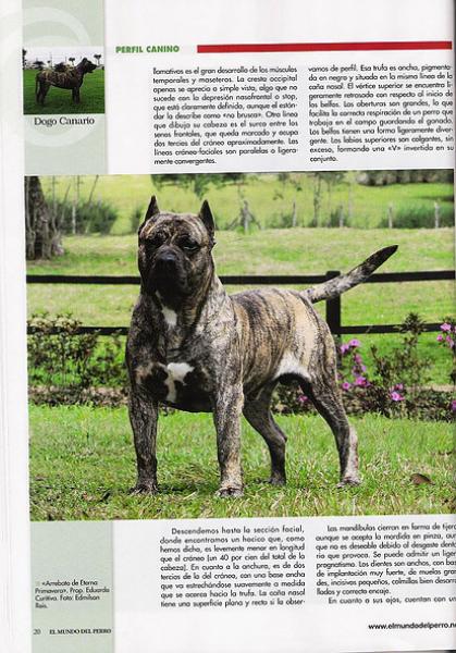 Dogo Canario. Pagina 20.