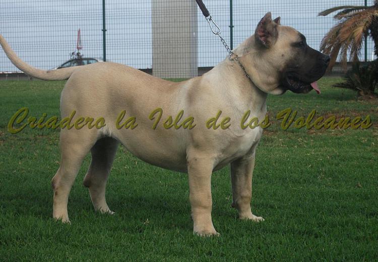 Dogo Canario. Vicky De La Isla De Los Volcanes con 6 meses.