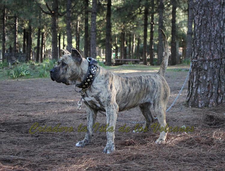Dogo Canario. Estela De La Isla De Los Volcanes con 20 meses.