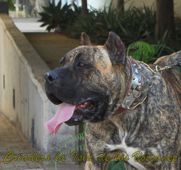 Dogo Canario. Lancelot De La Isla De Los Volcanes.