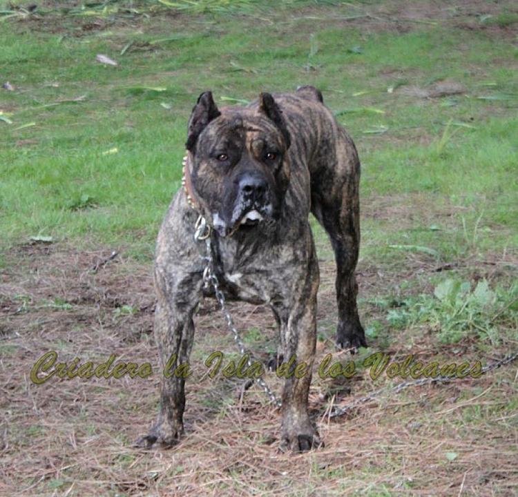 Dogo Canario. Faraon De La Isla De Los Volcanes con 20 meses.