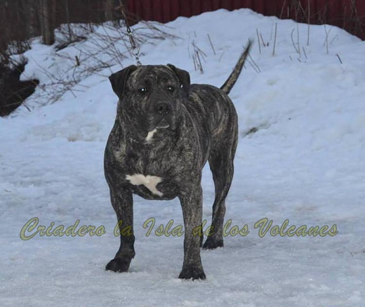 Dogo Canario. Ulka De La Isla De Los Volcanes.