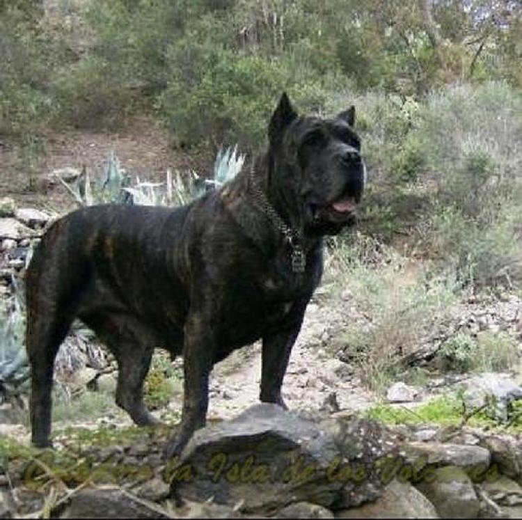 Dogo Canario. Uga De Presas Yeyfe.