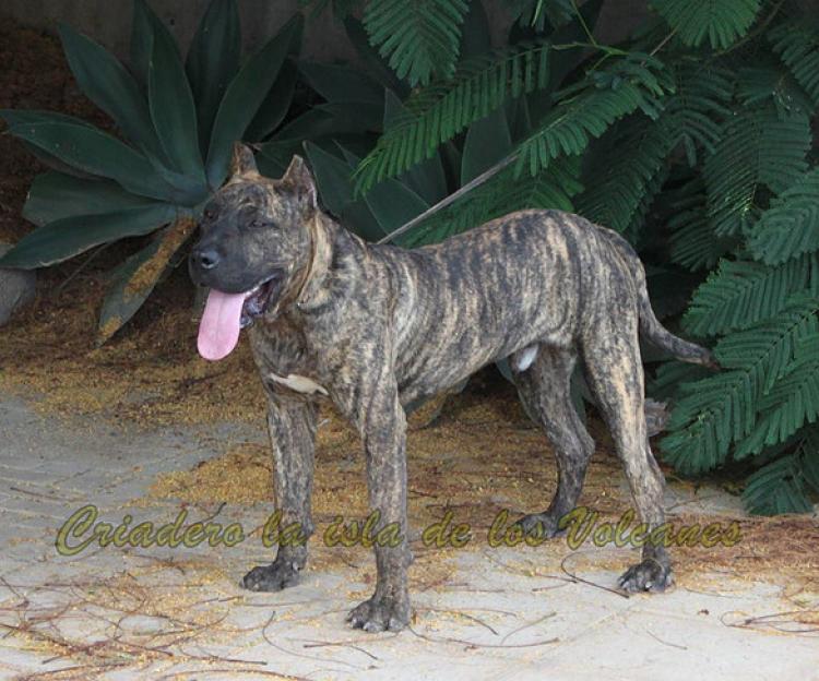 Dogo Canario. Roque De Vega Lagunera.