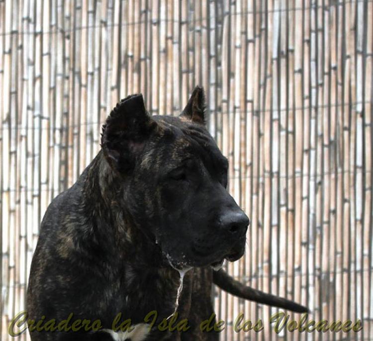 Dogo Canario. FRANCO DE LA ISLA DE LOS VOLCANES de cachorro.