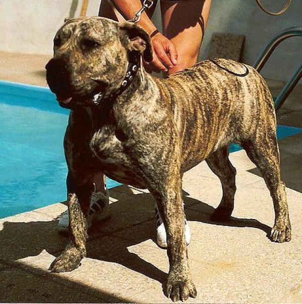 Dogo Canario. Fotos Historicas. Marquesa.