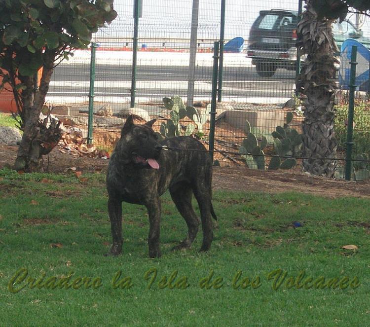 Dogo Canario. Volcan De La Isla De Los Volcanes.