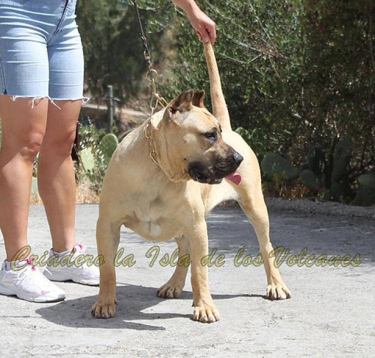 Dogo Canario. Vera I De La Isla De Los Volcanes.