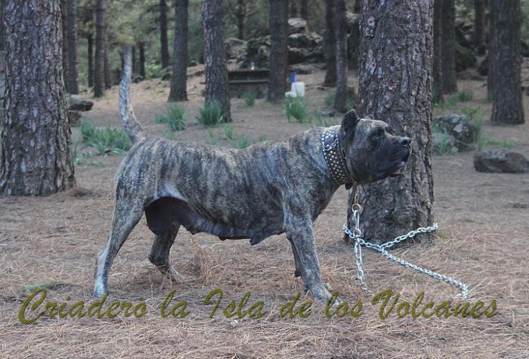 Dogo Canario. Faina De La Isla De Los Volcanes en 2012.