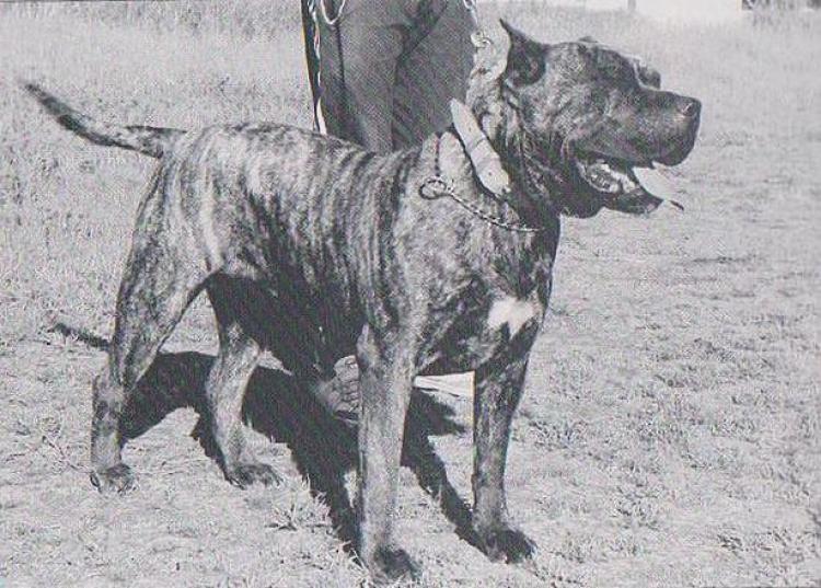 Historia del perro de Presa Canario Dogo Canario Dogo Canario. Fotos Historicas. Guama.