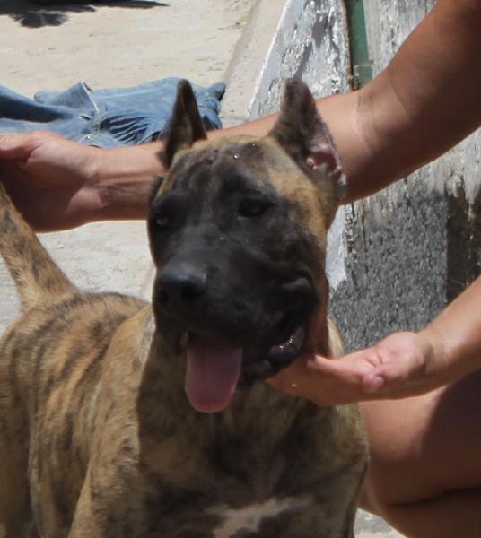Dogo Canario. Saimon De La Isla De Los Volcanes.