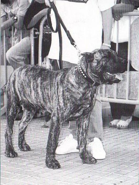 Dogo Canario. Berdy.