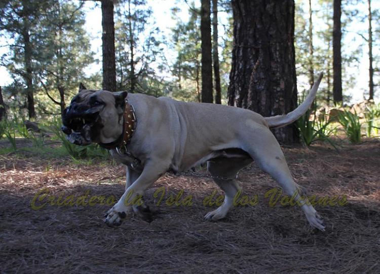 Dogo Canario. Vicky De La Isla De Los Volcanes en 2015.