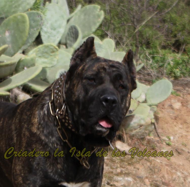 Dogo Canario. FRANCO DE LA ISLA DE LOS VOLCANES con 19 meses.