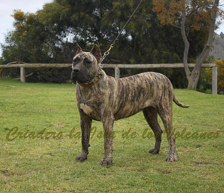 Dogo Canario. Ekaiza De La Isla De Los Volcanes.