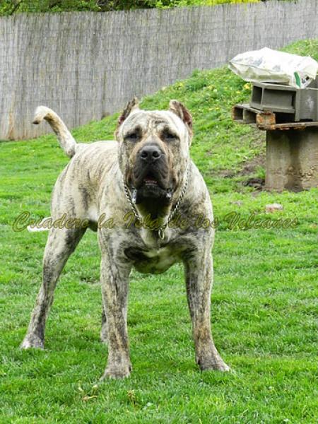 Dogo Canario. Jack De La Isla De Los Volcanes.