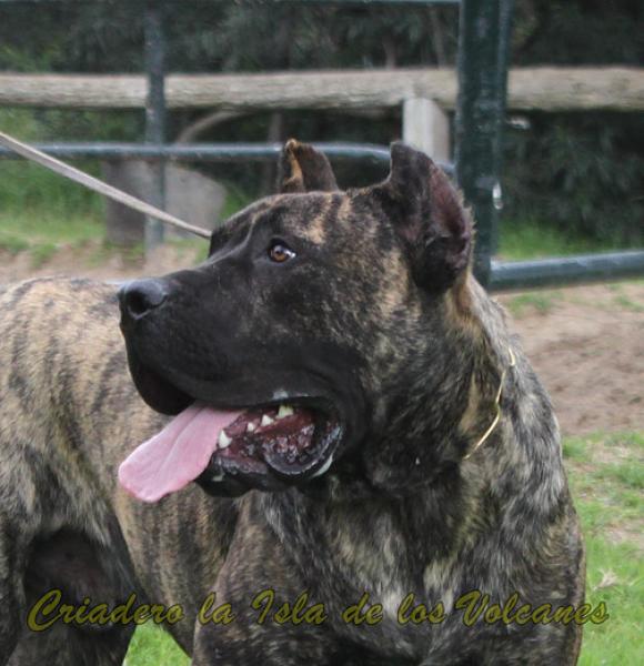 Dogo Canario. Oriol De La Isla De Los Volcanes.