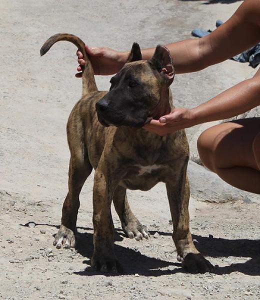 Dogo Canario. Saimon De La Isla De Los Volcanes.