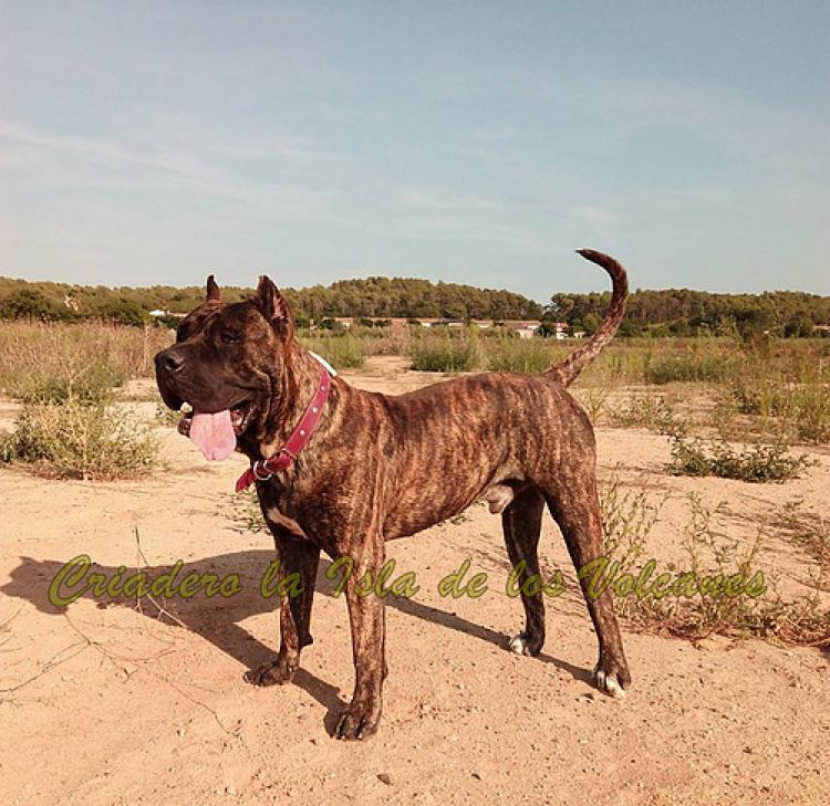Dogo Canario. Haros De La Isla De Los Volcanes.