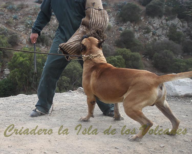 Dogo Canario. Turco De La Isla De Los Volcanes. Prueba de Caracter.