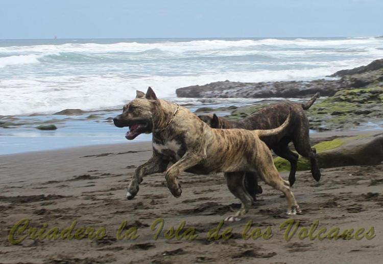 Dogo Canario. Estela De La Isla De Los Volcanes de joven.