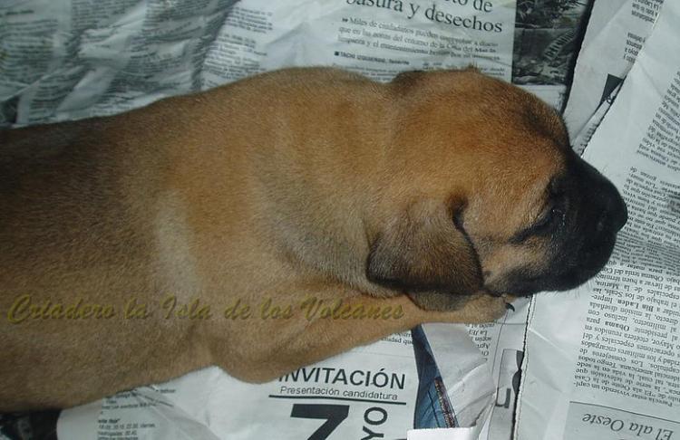 Dogo Canario. Turco De La Isla De Los Volcanes de bebé.