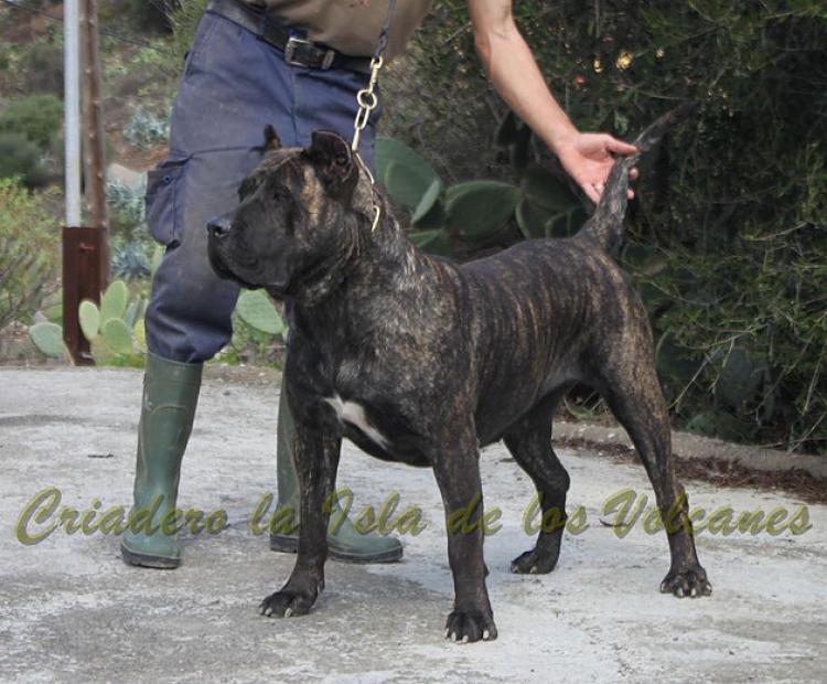 Dogo Canario. FANNY DE LA ISLA DE LOS VOLCANES con 16 meses.