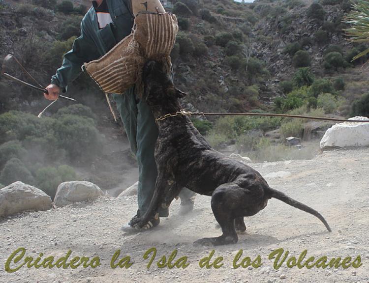 Dogo Canario. Caren De La Isla De Los Volcanes.