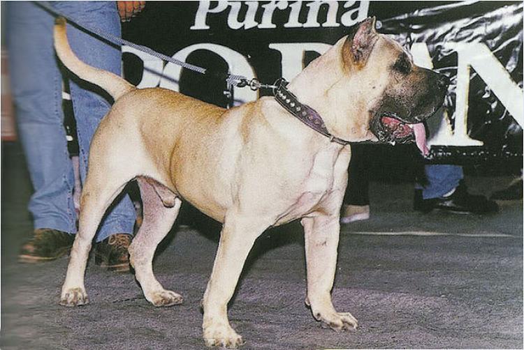 Dogo Canario.