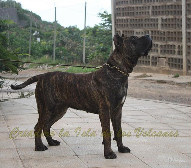 Dogo Canario. Laia De La Isla De Los Volcanes.