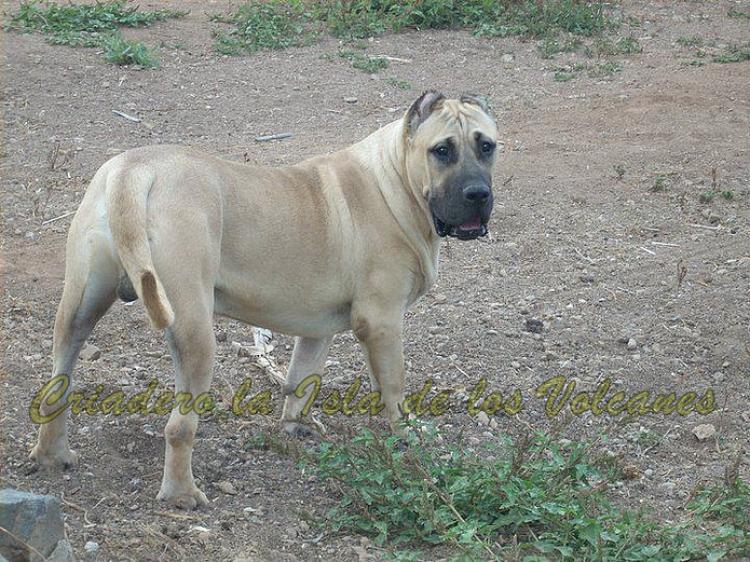 Dogo Canario. Lolo De La Isla De Los Volcanes.