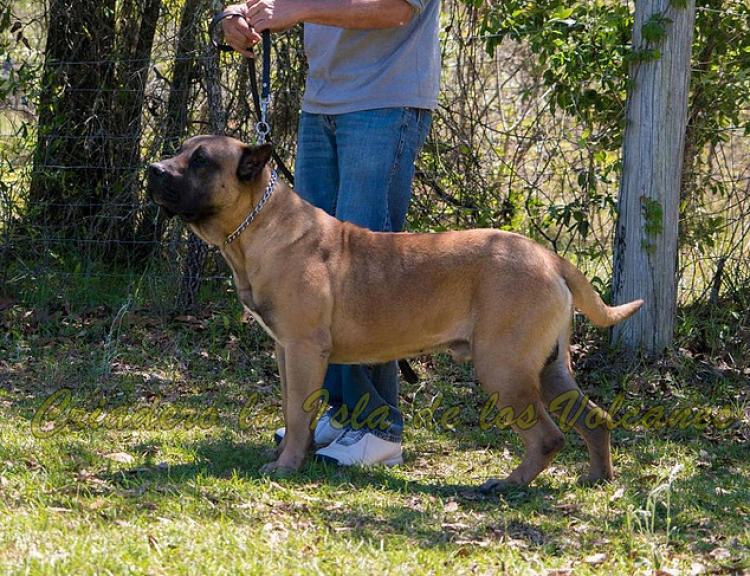 Dogo Canario. Macuto De La Isla De Los Volcanes.