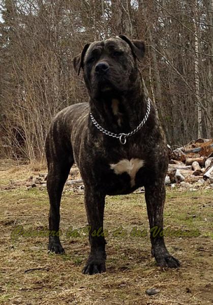 Dogo Canario. Ulka De La Isla De Los Volcanes.