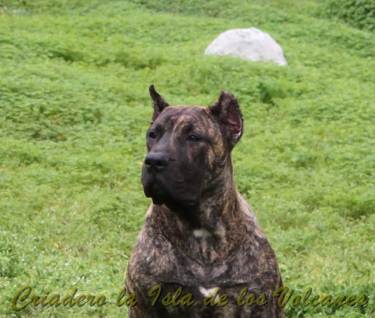 Dogo Canario. Faraon De La Isla De Los Volcanes con 6 meses.