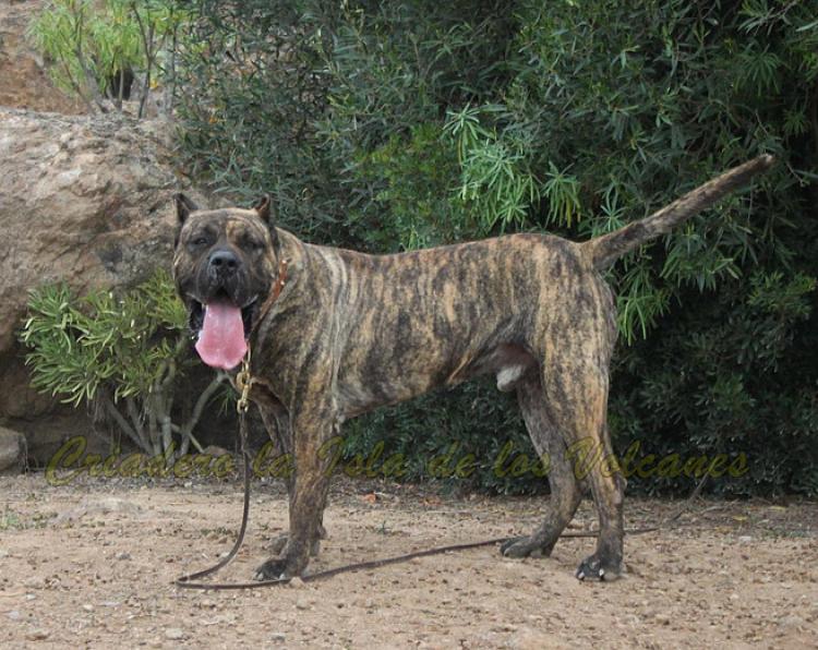 Dogo Canario. Faraon De La Isla De Los Volcanes.